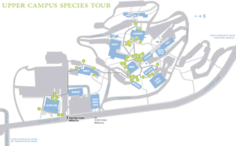 Upper Campus Map