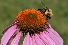 Pollinator Plants
