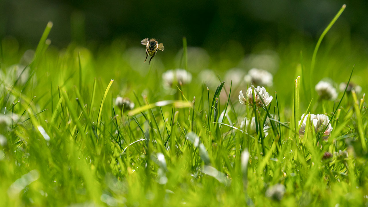 Bee and Grass