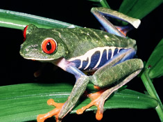 Costa Rica Frog