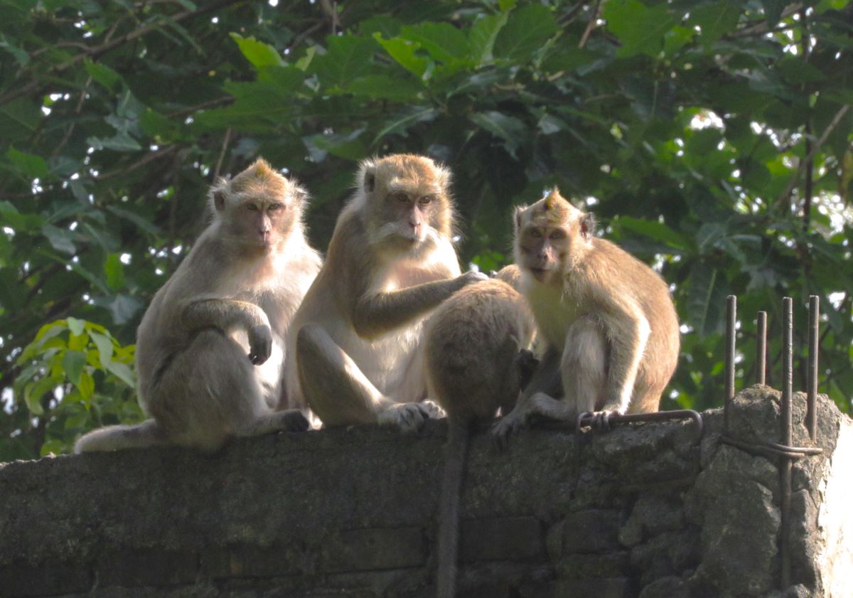 4 Macaques on a Wall