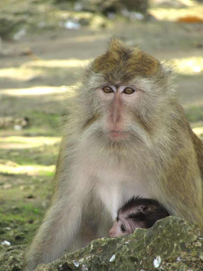 Longtailed Macaque Monkey