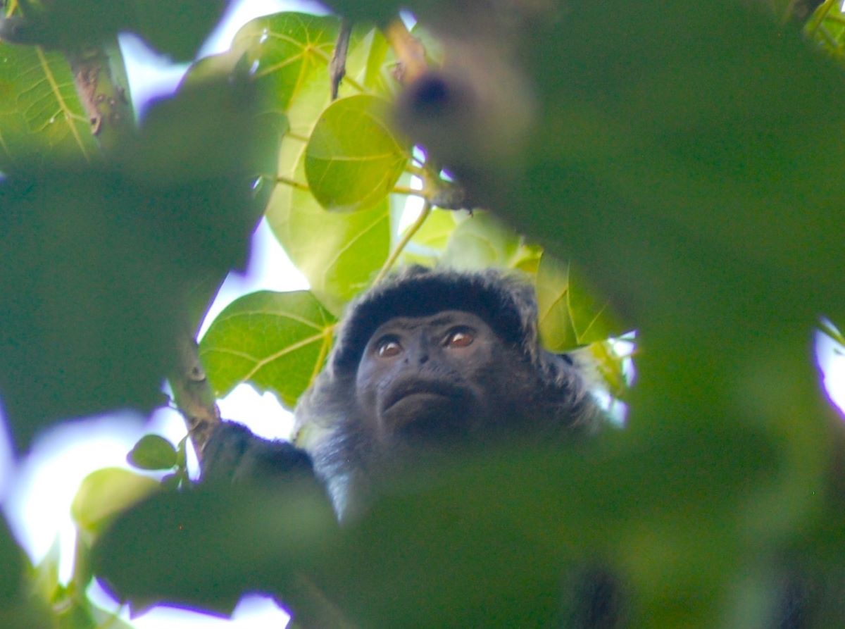 Ebony Monkey in Tree