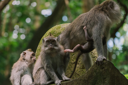 Indonesian Monkeys