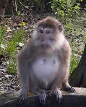 Longtailed Macaque Monkey