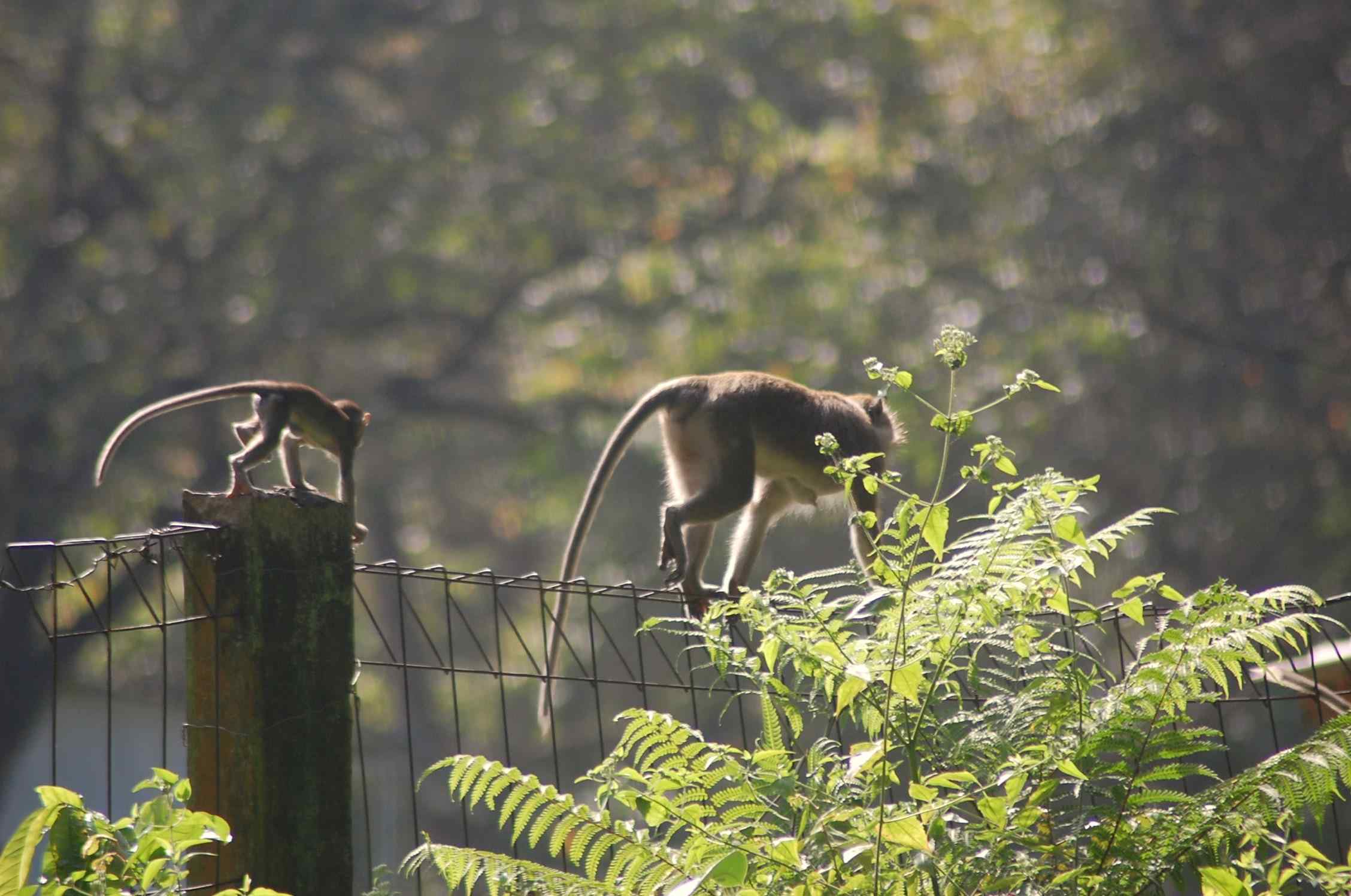 Monkeys on Fence