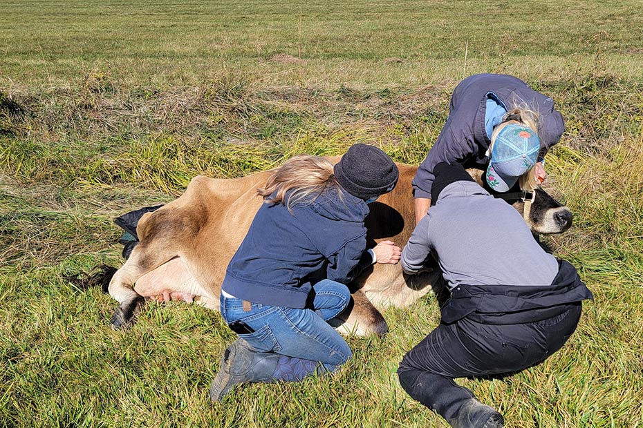 COCC vet tech students in field with cow