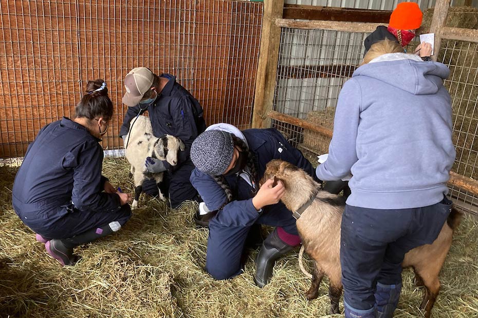 COCC vet tech students inspecting goats